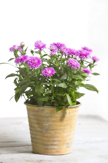 Malgrat que els àsters són flors de jardí, es poden cultivar com a planta de test.