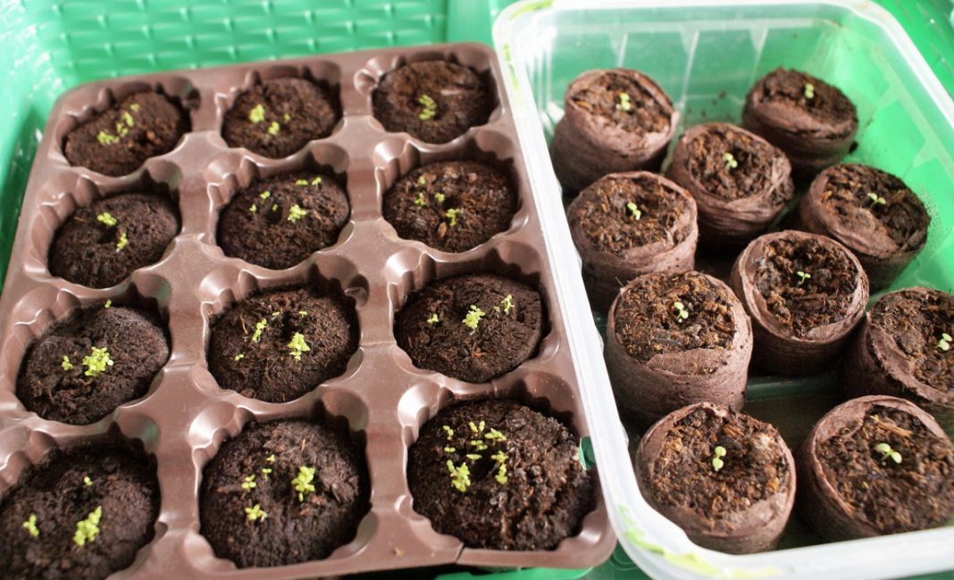 plántulas de lobelia recogidas