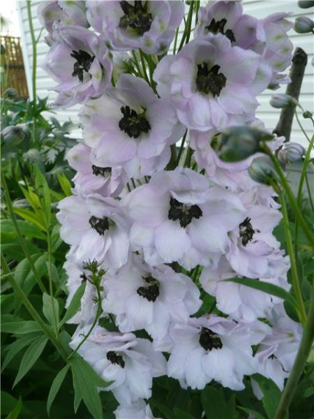 Odrůda jarní sníh Delphinium