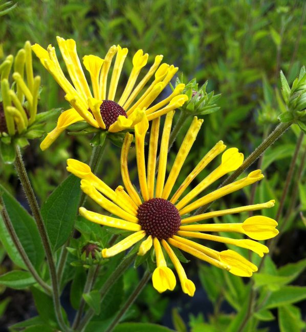 Φωτεινά αστέρια της rudbeckia
