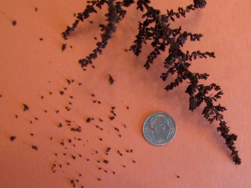 astilbe tohumları