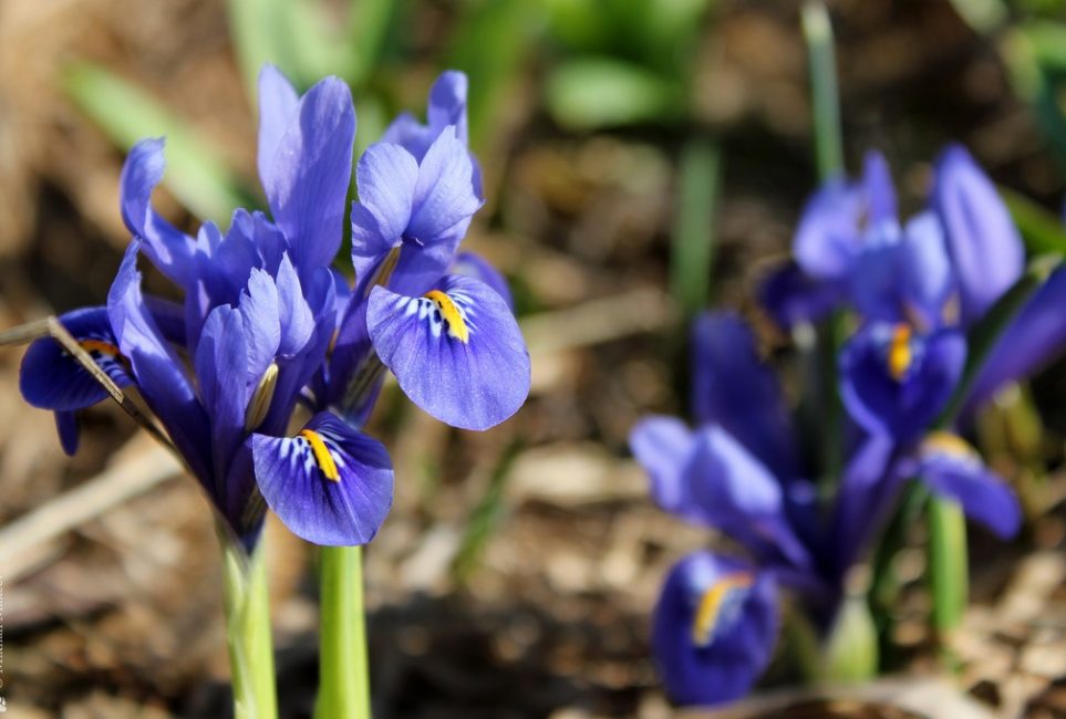 Iris verkko Harmony