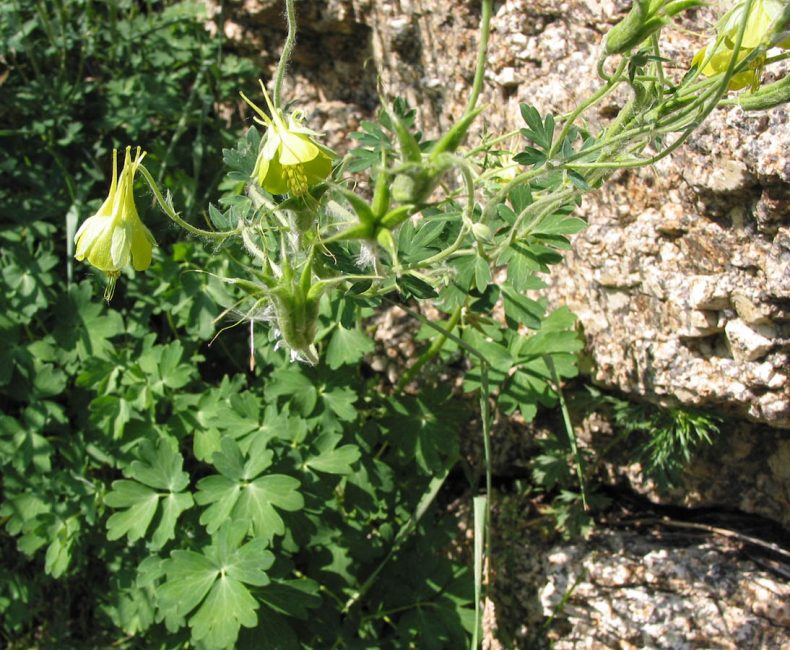 Aquilegia grönblomma