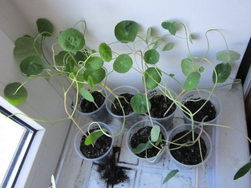 Växande plantor av nastucia