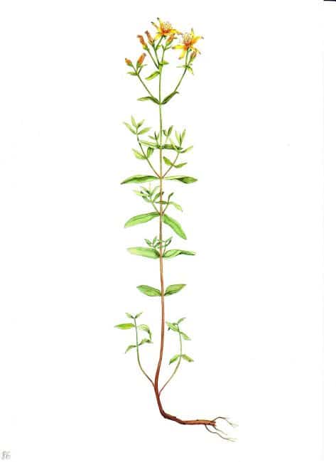 Els guerrers portaven amb ells una branca d'herba de Sant Joan, creient que aquesta planta protegeix de lesions greus i reforça la força de voluntat.