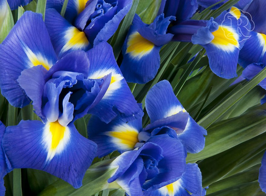 Iris Blue Magic