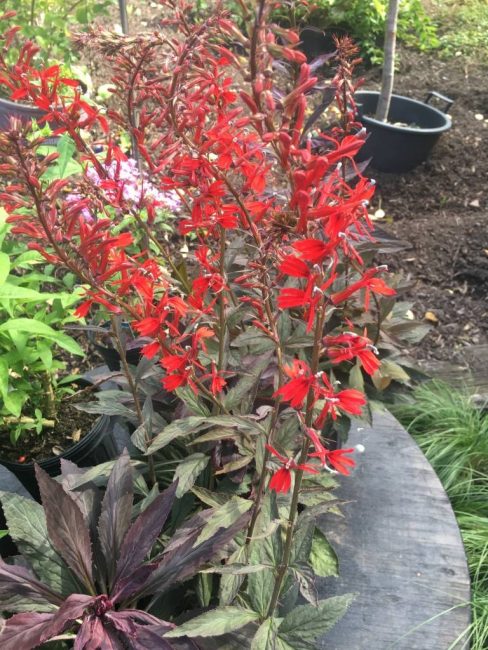 Lobelia en un macizo de flores