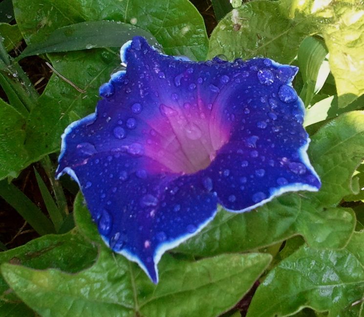 Ipomoea Nil