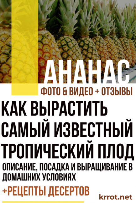 pinya a casa