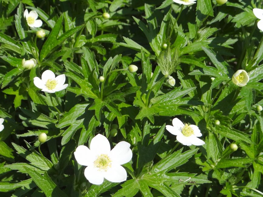 anémona canadiense