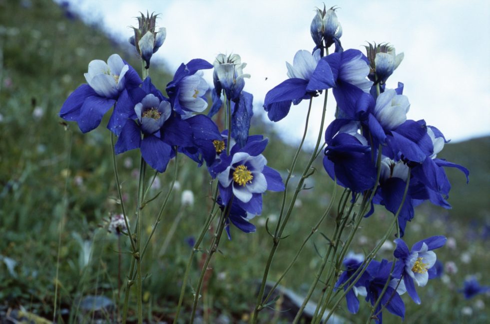 Aquilegia glandular