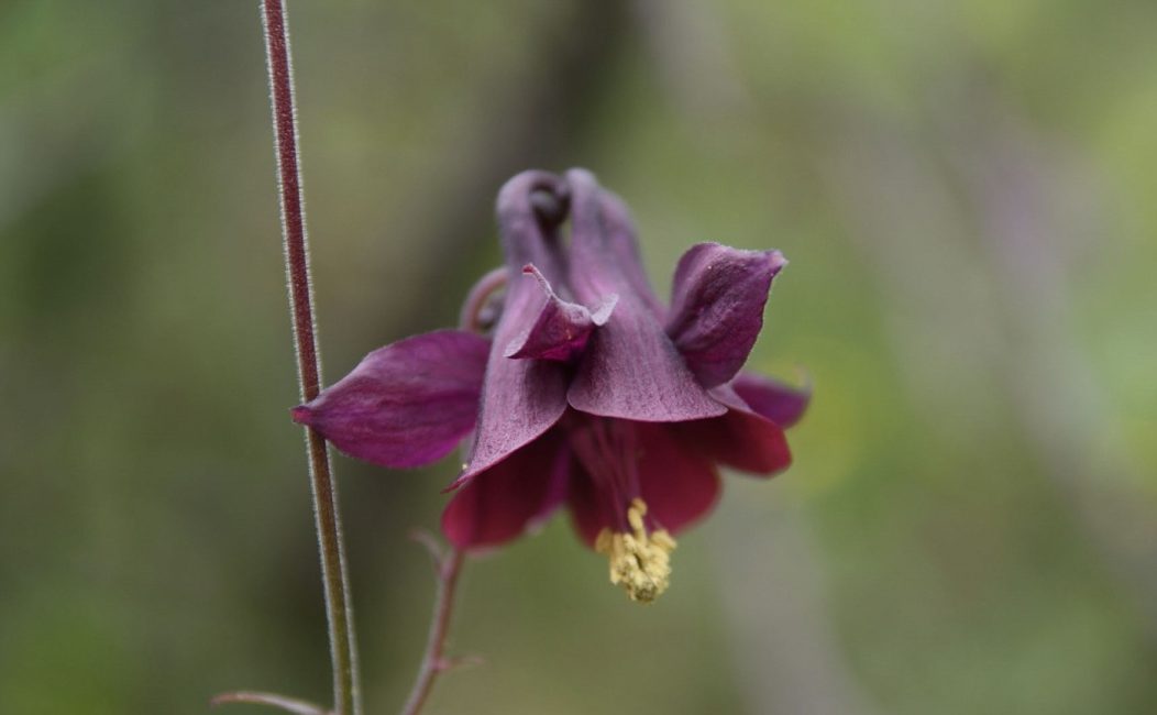 Aquilegia mörk
