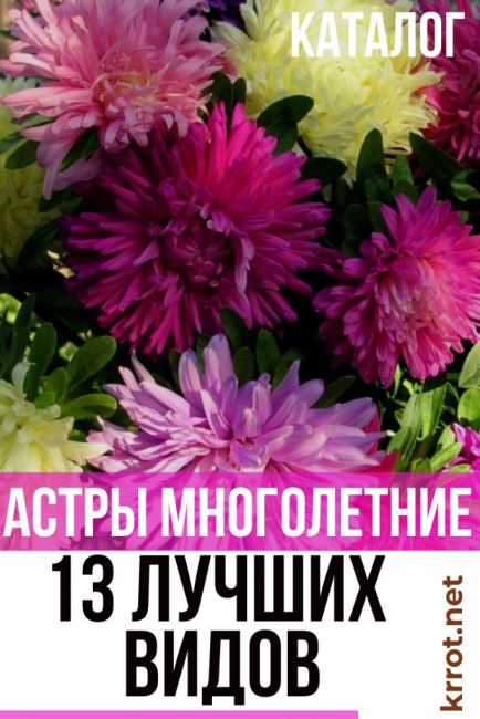 foto de varietats perennes d'asters