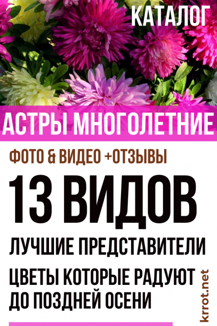 asters
