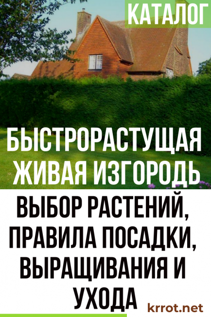 nopeasti kasvava pensasaita