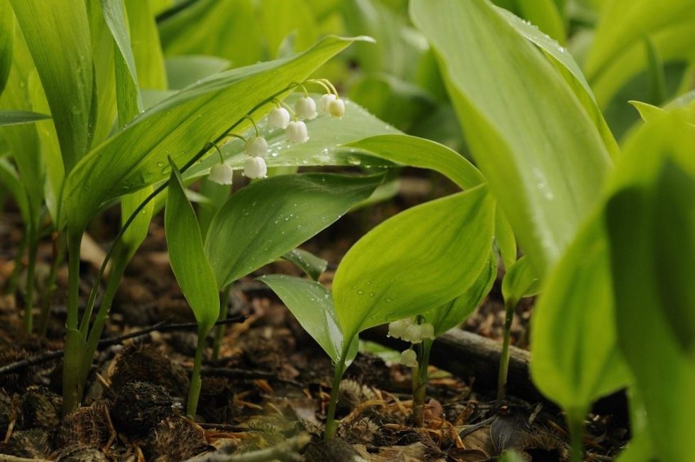 Lliri de les valls de maig (Convallaria majalis)