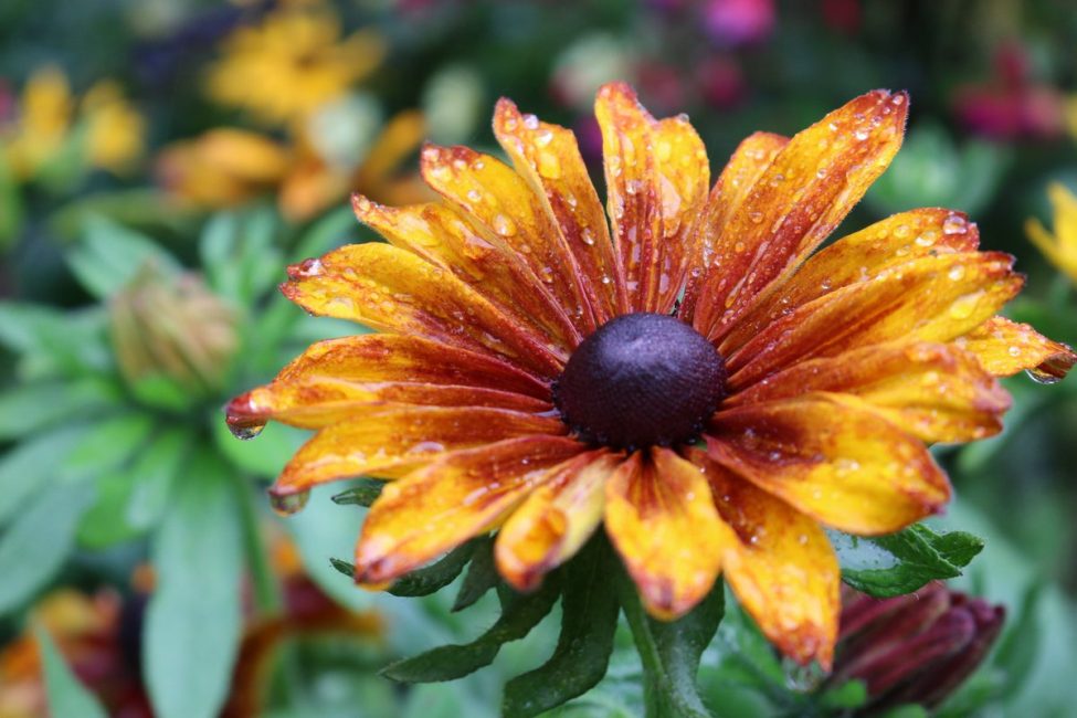 Rudbeckia Cappuccino - ένα ασυνήθιστο και πρωτότυπο χρώμα ευχαριστεί το μάτι και δημιουργεί μια εορταστική διάθεση.