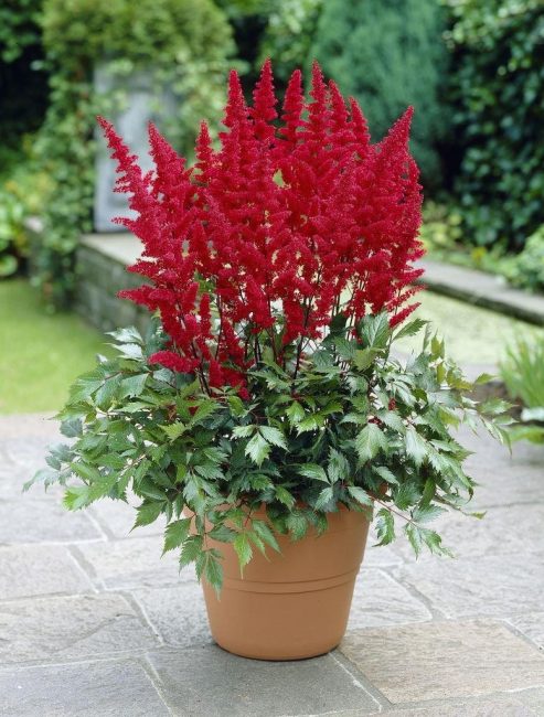 Bir tencerede yetiştirilen Astilbe