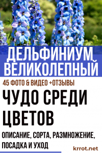 Delfinio Magnífico! Descripción, variedades, cultivo a partir de semillas, reproducción, plantación y cuidado (45 fotos y videos) + Reseñas