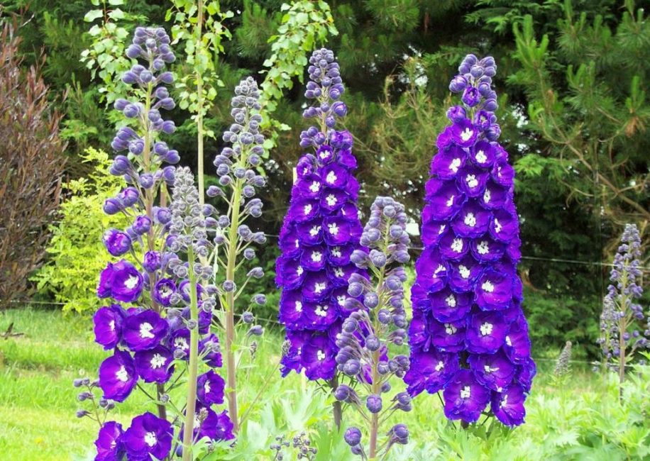 Delphinium Pacific Giant King Arthur