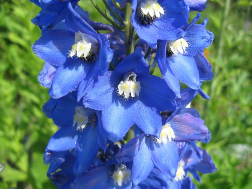 Modrá bílá včela Delphinium elatum