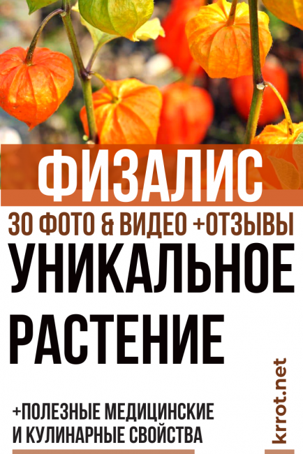 Physalis
