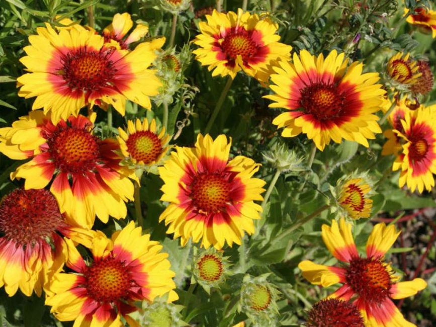 Gaillardia aristata