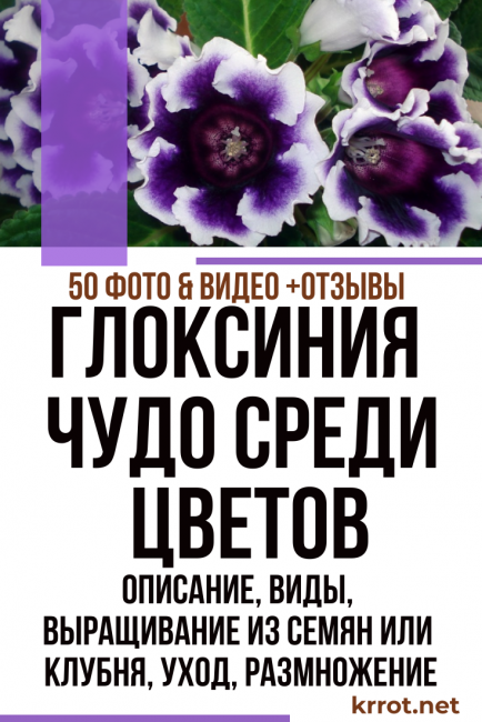 γλοξίνια στο σπίτι