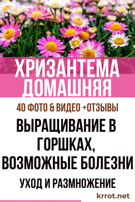 Σπίτι με χρυσάνθεμα
