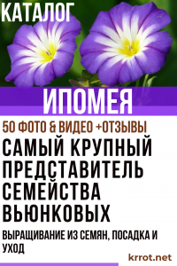 Ipomoea: popis, oblíbené odrůdy, pěstování ze semen, výsadba a péče (50+ fotek a videí) + recenze
