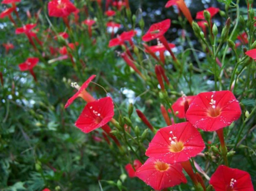 Ipomoea sloteri