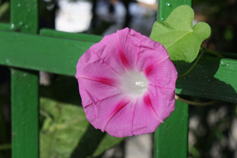 Ipomoea tricolor