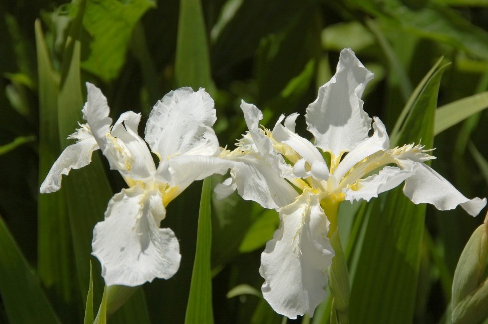 Iris sibirica Snow Queen iiris