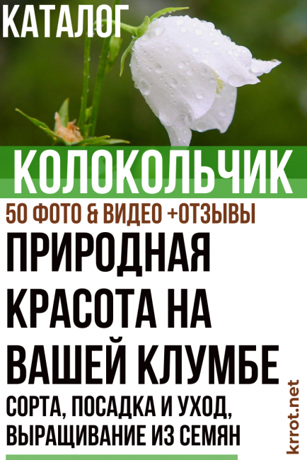 Kellojen istutus ja hoito