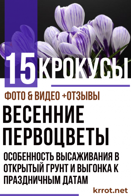 минзухар у дома