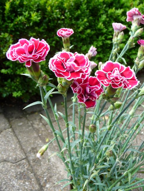 Dianthus caryophyllus neilikka