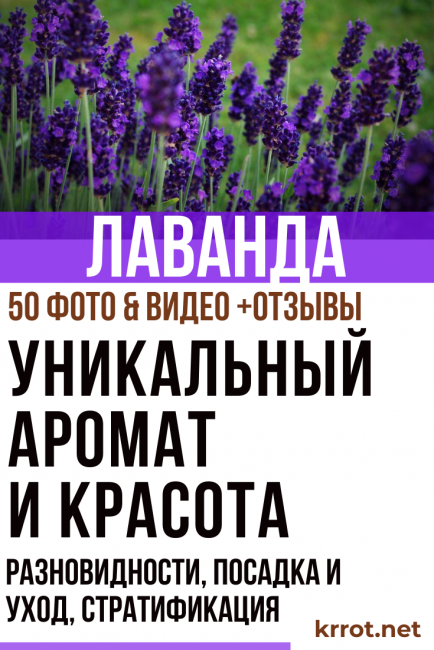 лавандула у дома