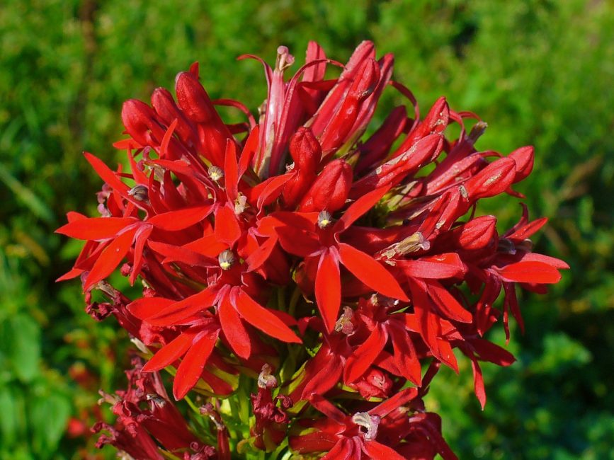 lobelia cardenal
