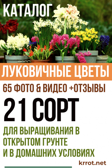 луковични цветя