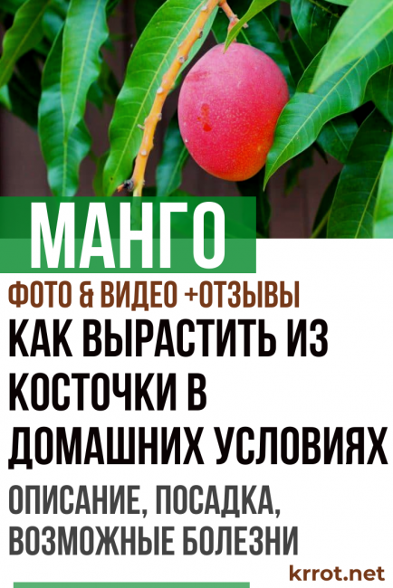 mango a casa