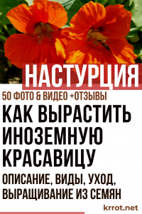 Πριγκίπισσα Nasturtium: ένας γνωστός ξένος. Περιγραφή, είδη, καλλιέργεια από σπόρους, φροντίδα (50 Φωτογραφίες & Βίντεο) + Κριτικές