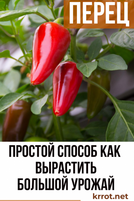 výsadba a péče o papriku
