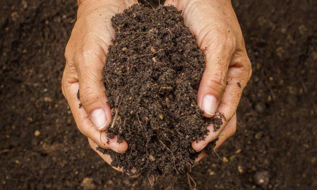 Los bígaros no son exigentes con el suelo. Necesitan tierra ligera y suelta.