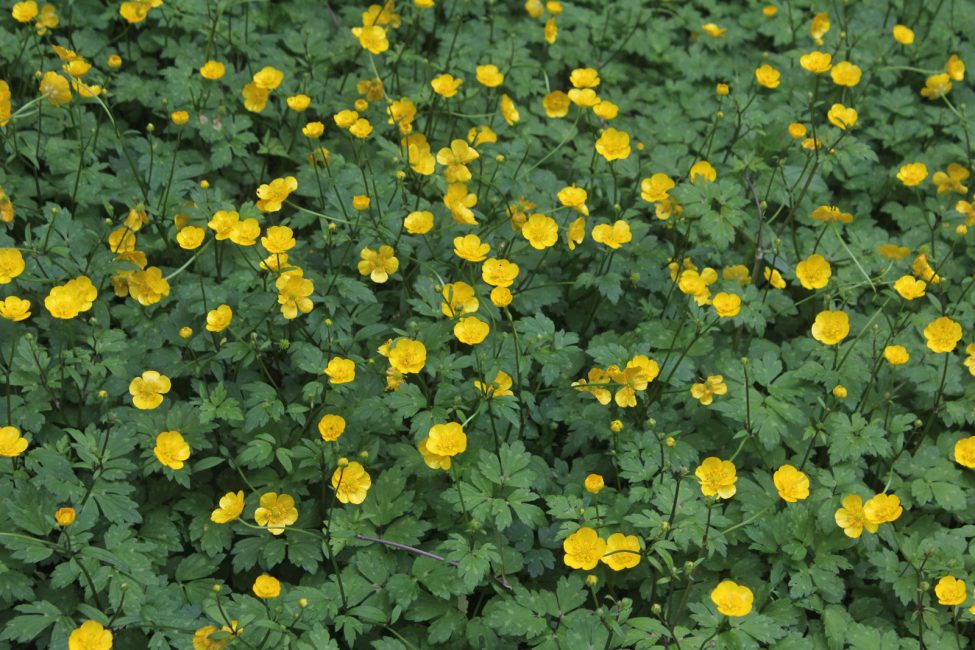 Σέρνεται ή Ranunculus repens