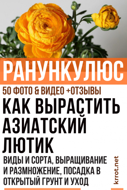 ranunculus φύτευση και φροντίδα