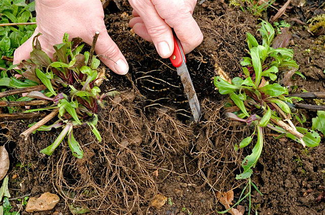 División de un arbusto de plantas