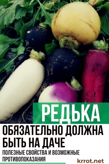 retiisi
