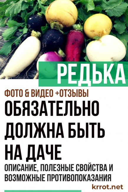 retiisi