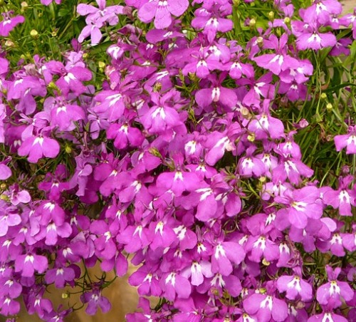 Riviera de Lobelia