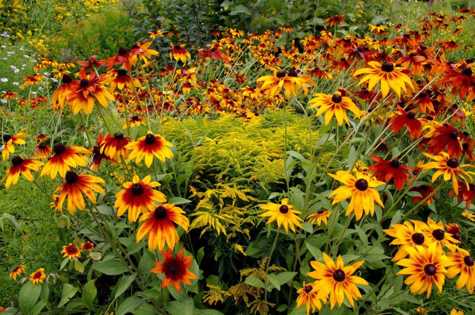 Rudbeckia τριχωτό - σαν ένα έντονο φως αστράφτει με τα ζεστά του χρώματα.
